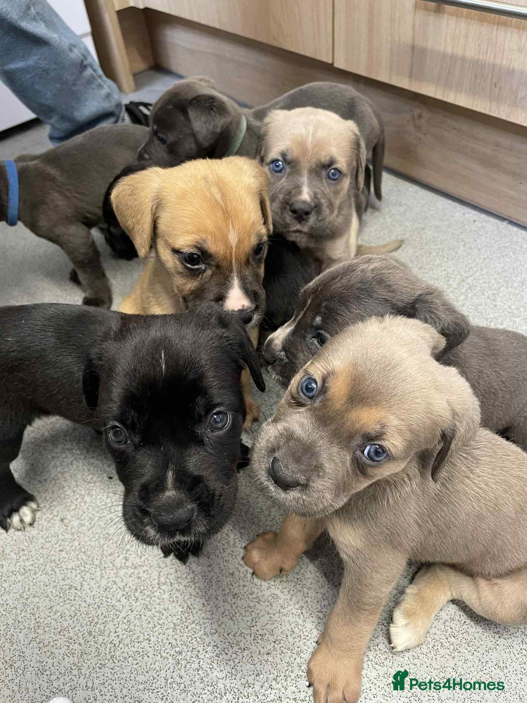 Cane Corso dogs for stud: Cane corso STUD supreme - Advert 11