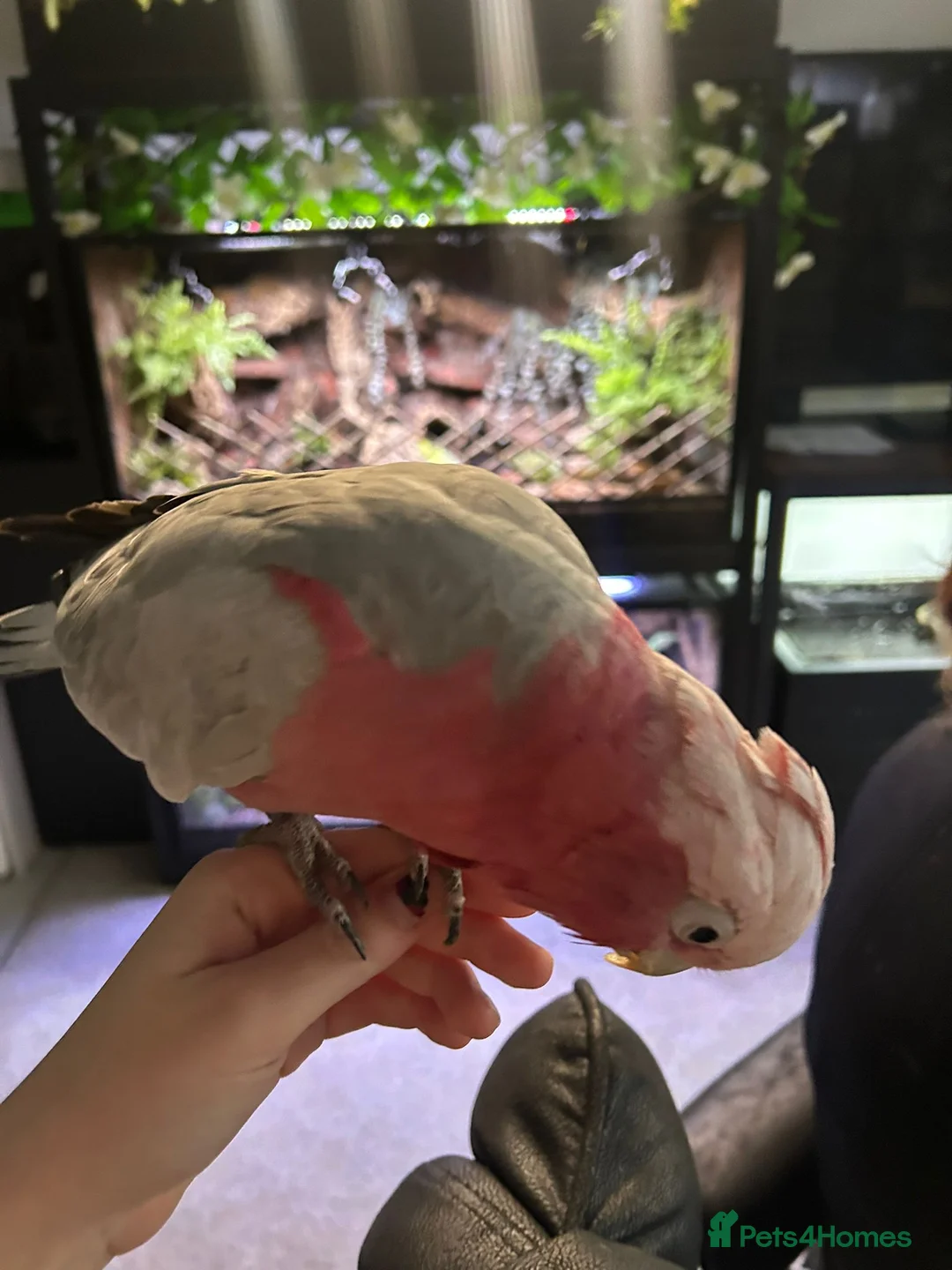 Mixed Breed birds for sale: Galah cockatoo pair-£2950 - Advert 6