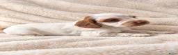 Cockapoo dogs for sale: Cockapoo puppies in Fareham - Advert 4