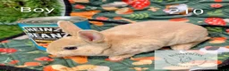 Rex rabbits for sale: Mini Rex Pedigree bunnies for reserve!  - Advert 5