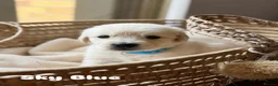 Golden Retriever dogs for sale: Bonellynova Golden Retriever Boys ✨ - Advert 8