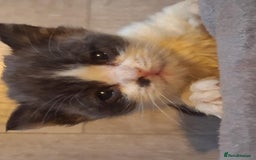 Mixed Breed cats for sale: Kittens looking for loving homes - Image 4
