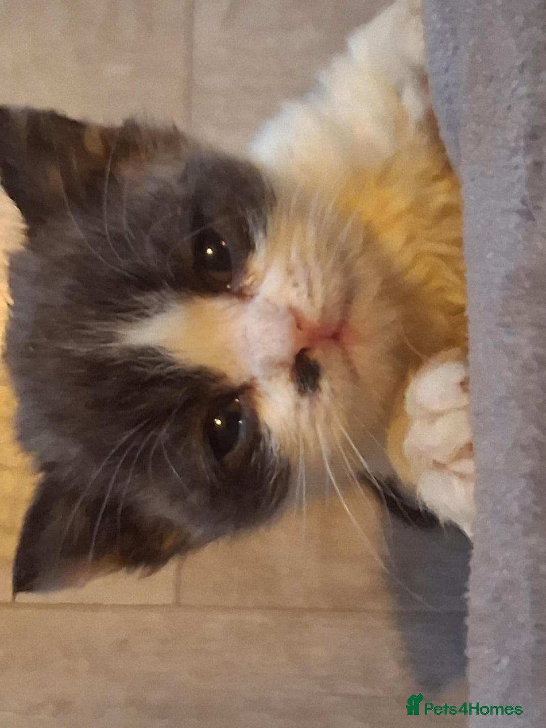 Mixed Breed cats for sale: Kittens looking for loving homes - Image 4