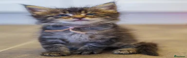 Maine Coon 6