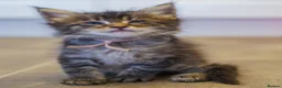 Maine Coon cats for sale: Gorgeous full breed Mainecoon kittens ready July  - Advert 20