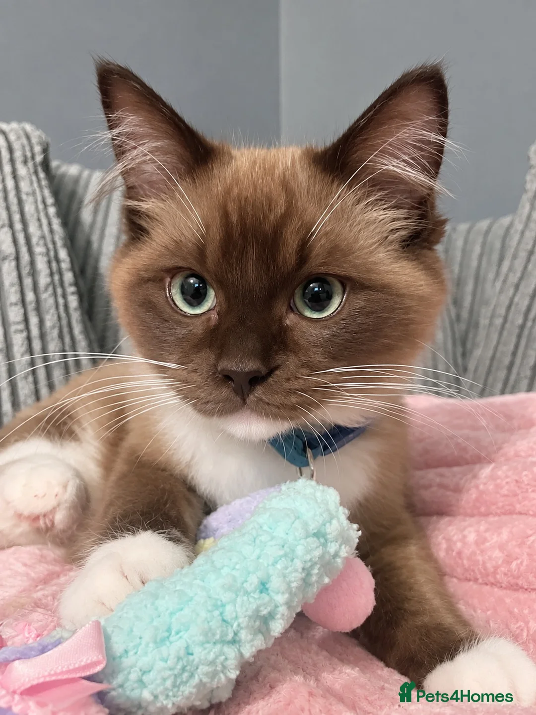 Ragdoll cats for sale: Seal mink pedigree ragdoll (Cherubim)  - Advert 1