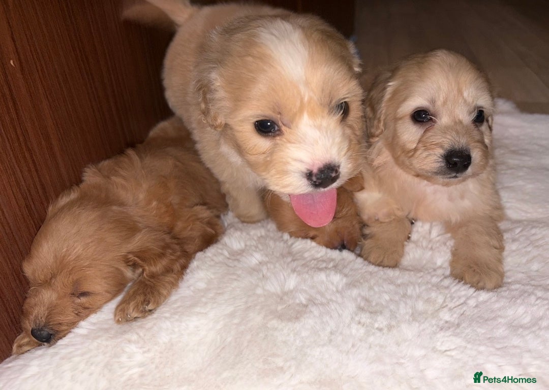 Mixed Breed dogs for sale: Puppies  - Advert 8