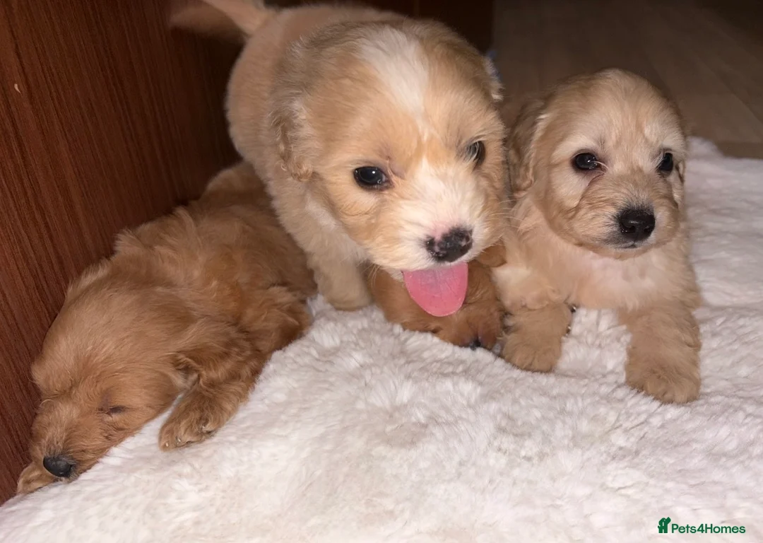 Mixed Breed dogs for sale: Puppies  - Advert 8