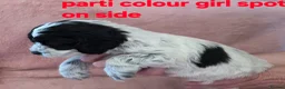 Cockapoo dogs for sale: Rare coloured f1 cockapoo pups - Advert 8