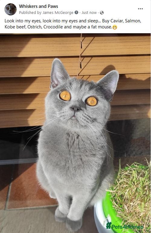 British Shorthair cats Athena TICA/GCCF Registered Stunner - Advert 2