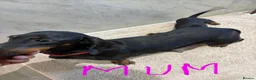Dachshund dogs for sale: Dachshund puppies ready to go! in Scunthorpe - Advert 5