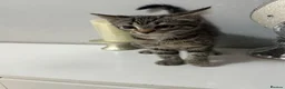 Mixed Breed cats for sale: Kitten female tabby - Advert 5