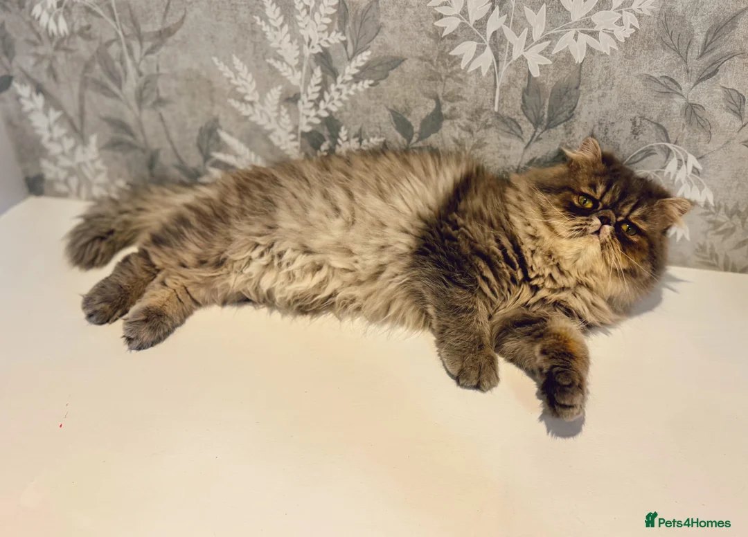 Persian cats for sale: Beautiful Blue Exotic Longhaired Persian Boy - Advert 8