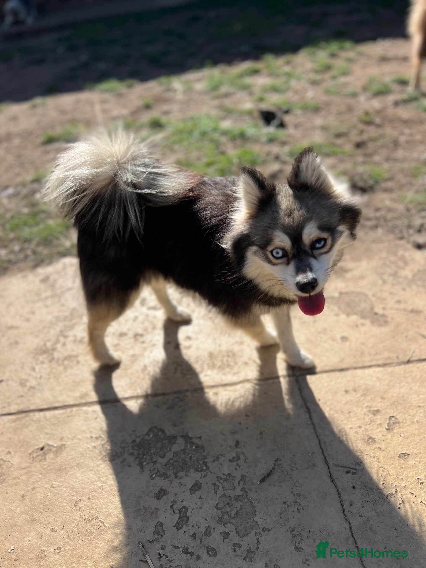 Pomsky dogs Adult Pomskies  - Advert 12