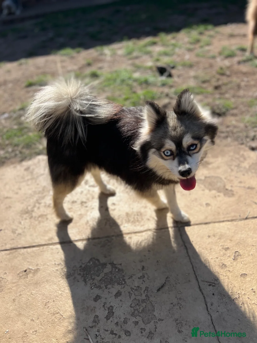 Pomsky dogs for sale: Adult Pomskies  - Advert 1