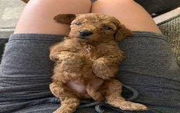 Cockapoo dogs for sale: F1bb mini cockapoo puppies  - Image 23