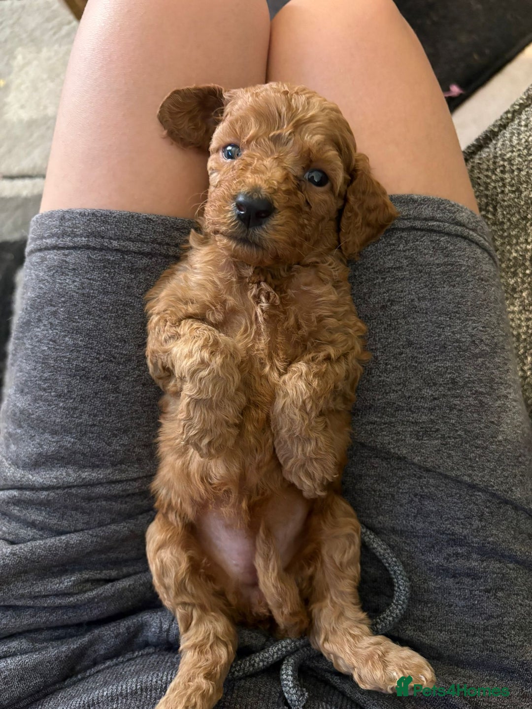 Cockapoo dogs for sale: F1bb mini cockapoo puppies  - Image 23