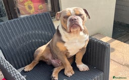English Bulldog dogs for sale: Rehomimg due to break up - Image 7