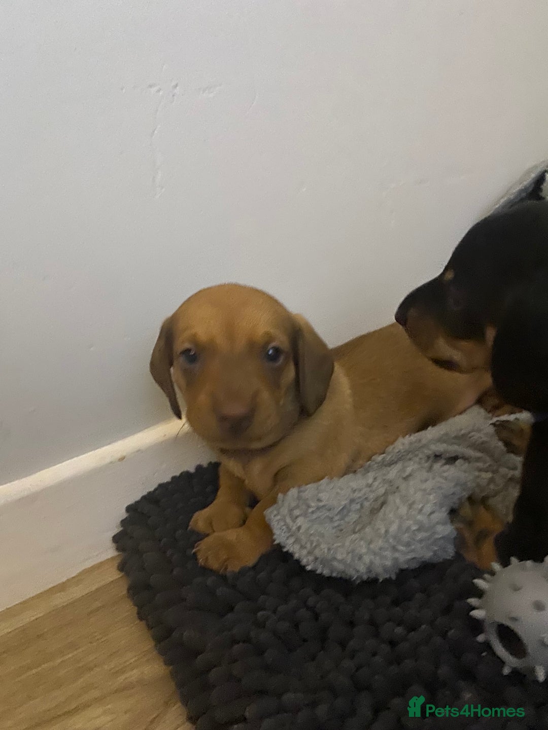 Dachshund dogs for sale: Dachshund puppys - Image 2