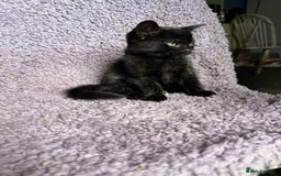 Mixed Breed cats for sale: 2 Black kittens  - Image 3