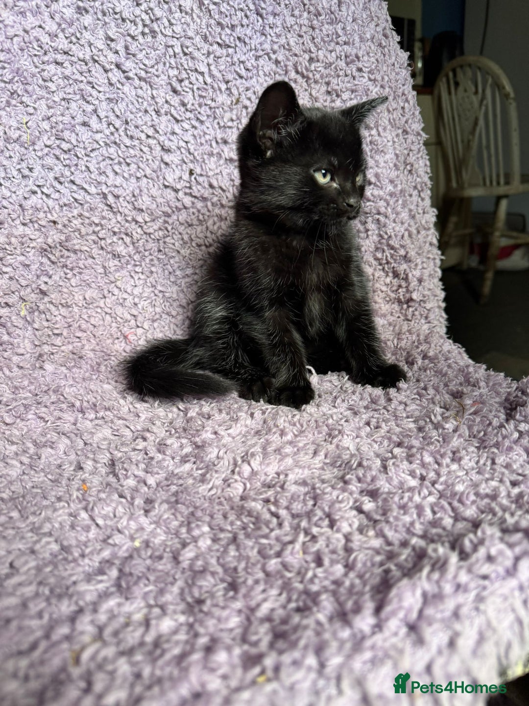 Mixed Breed cats for sale: 2 Black kittens  - Image 3