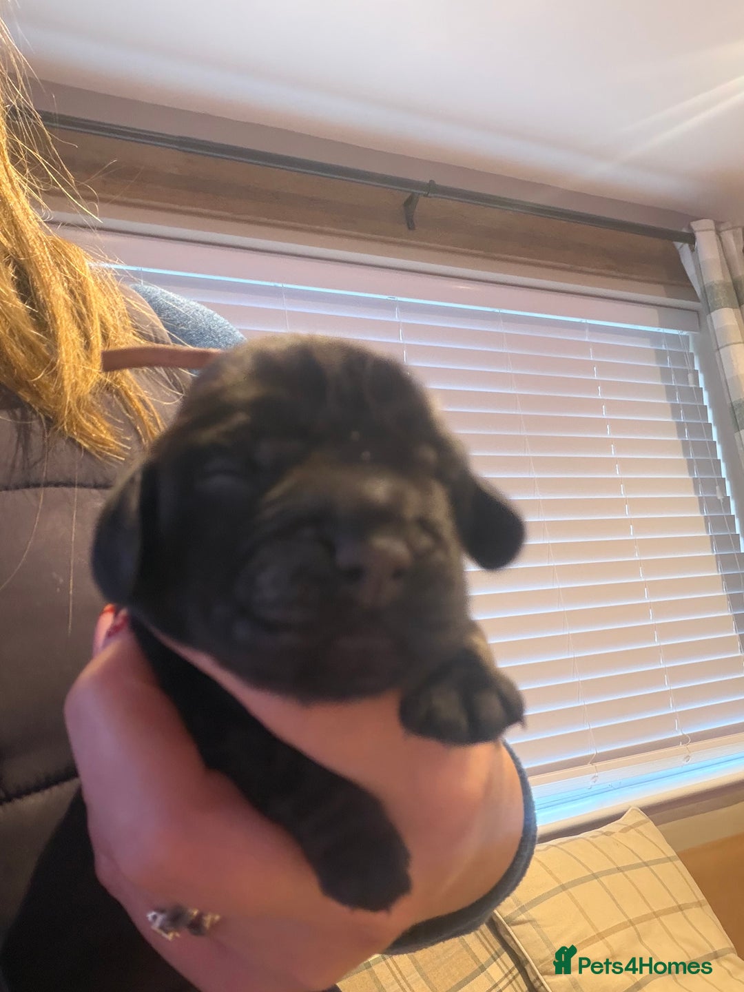 Cocker Spaniel dogs for sale: KC Registered Show Cocker puppies  - Advert 9