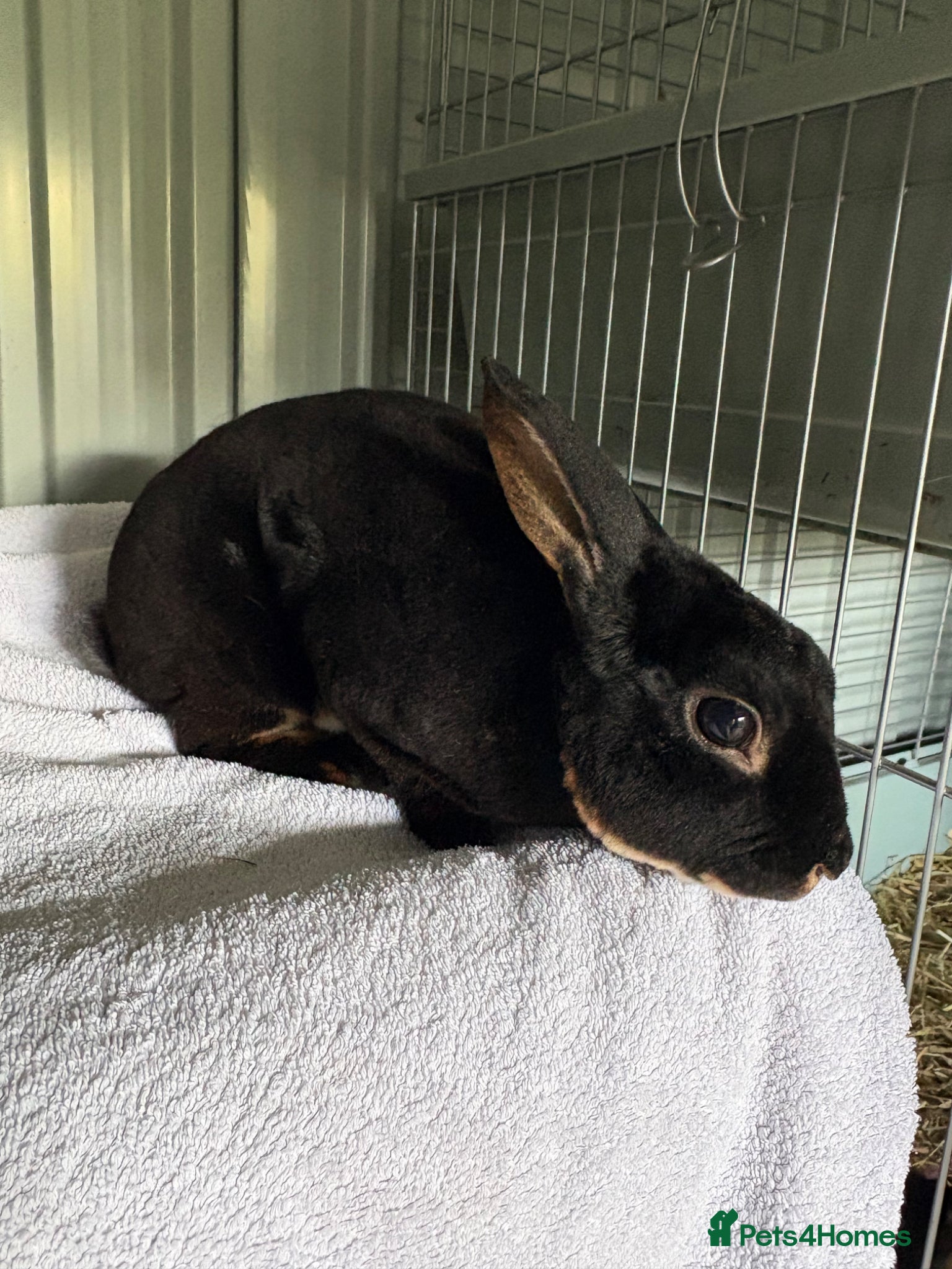 Rex rabbits Mini Rex adult male  - Advert 1