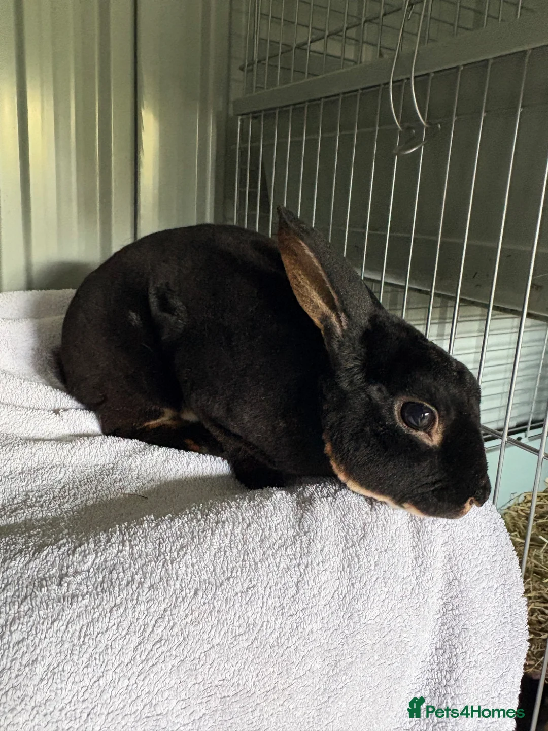 Rex rabbits for sale: Mini Rex adult male  - Advert 1