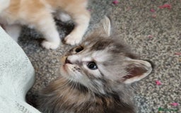 Maine Coon cats for sale: Stunning Maine Coon kittens - Image 4