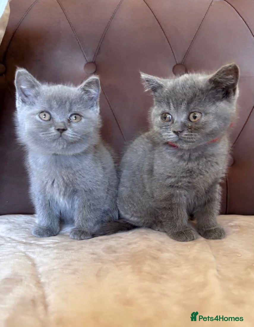 British Shorthair cats Blue British Shorthair Kittens - Advert 5