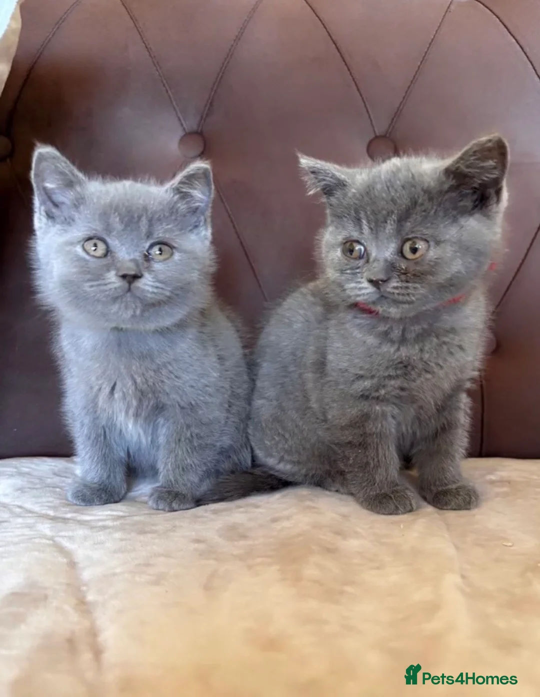 British Shorthair cats for sale: Blue British Shorthair Kittens in Manchester - Advert 1