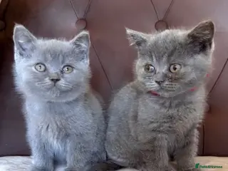 British Shorthair cats Blue British Shorthair Kittens - Advert 5