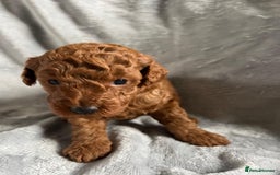 Toy Poodle dogs for sale: Beautiful Red Poodle Puppies - Image 10