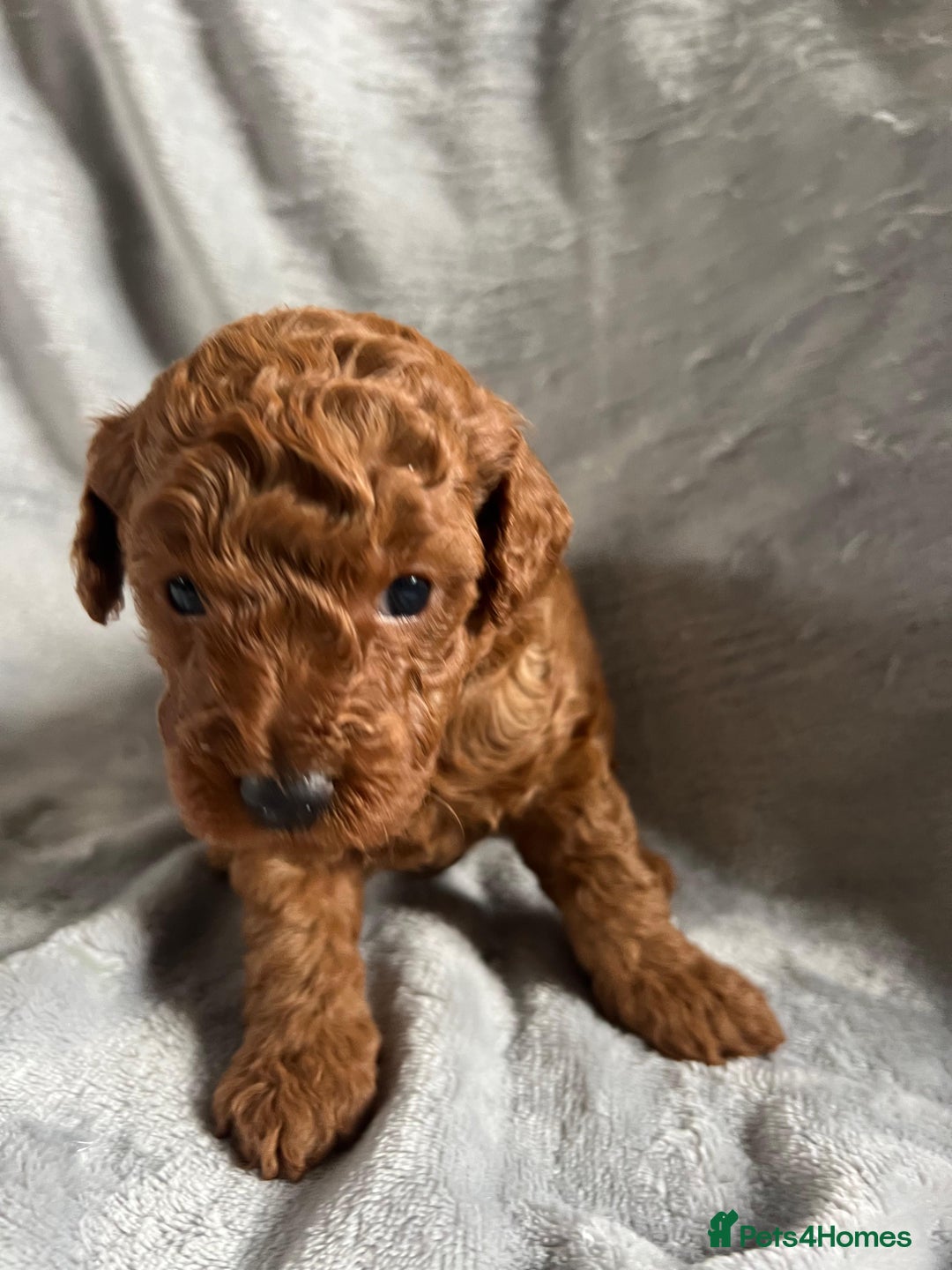 Toy Poodle dogs for sale: Beautiful Red Poodle Puppies - Image 10