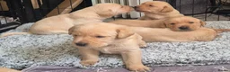 Labrador Retriever dogs for sale: Pedigree fox red/yellow labrador puppies  - Advert 4