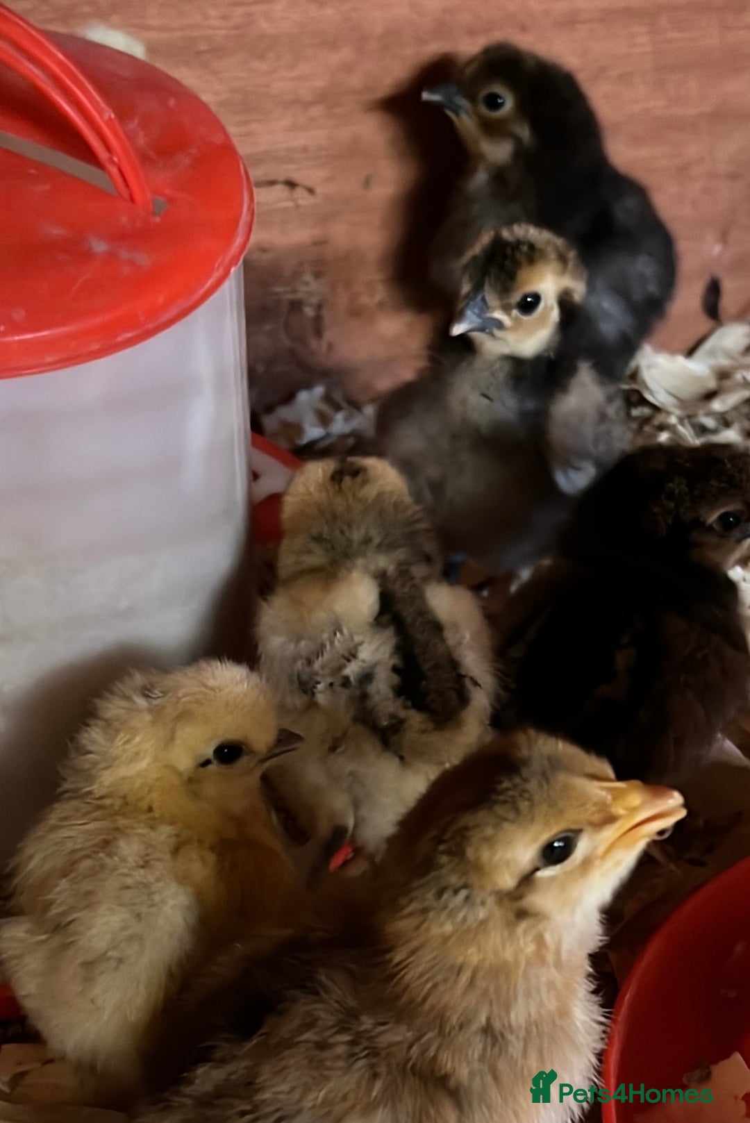 Chickens poultry for sale: Silkie chicks  in King's Lynn - Image 2