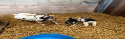 Goats livestock for sale: 2 beautiful Pygmy Nannies with kids at foot ❤️ in Gretna - Advert 4