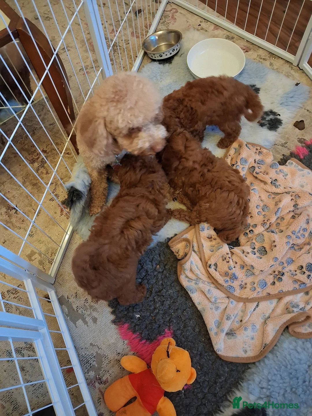 Toy Poodle dogs for sale: Deep red KC registered Toy Poodle puppies - Advert 5