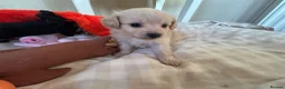 Mixed Breed dogs for sale: Pomapoos  - Advert 16