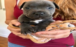 Staffordshire Bull Terrier dogs for sale: Beautiful KC Staffordshire bull terrier Puppies - Image 2