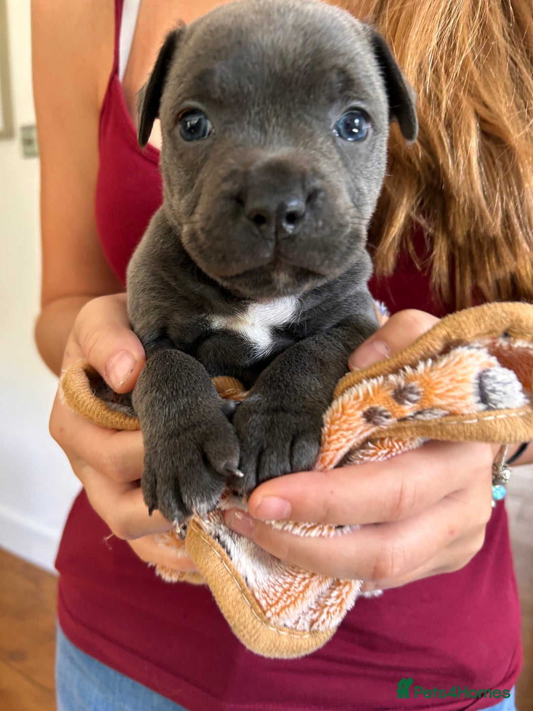Staffordshire Bull Terrier dogs for sale: Beautiful KC Staffordshire bull terrier Puppies - Image 2