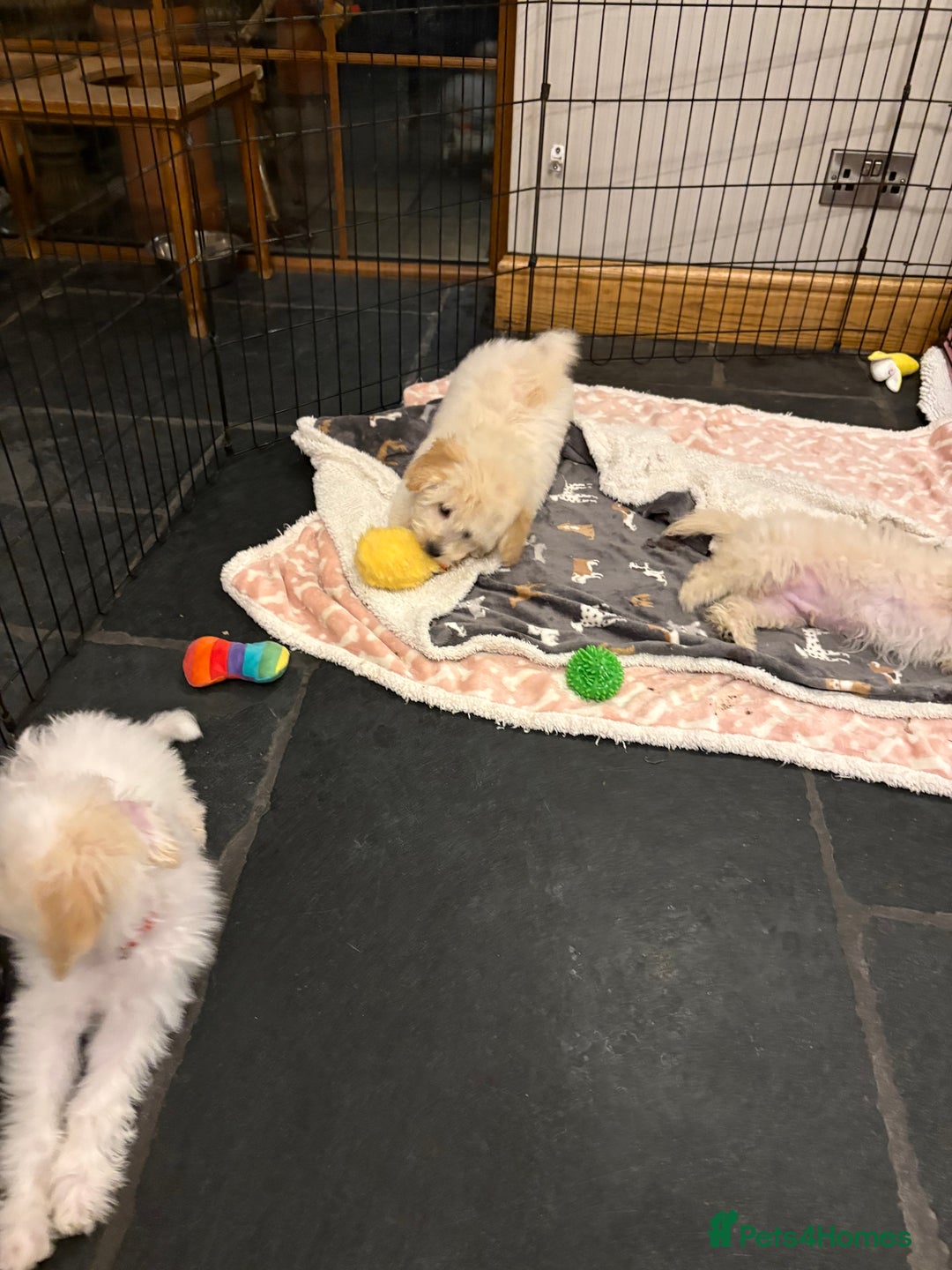 Mixed Breed dogs for sale: Beautiful maltipoo pups  - Advert 2