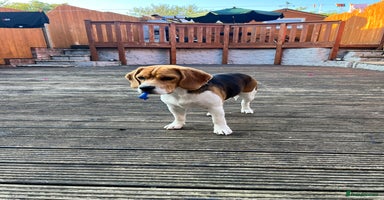 Beagle dogs - Advert 5