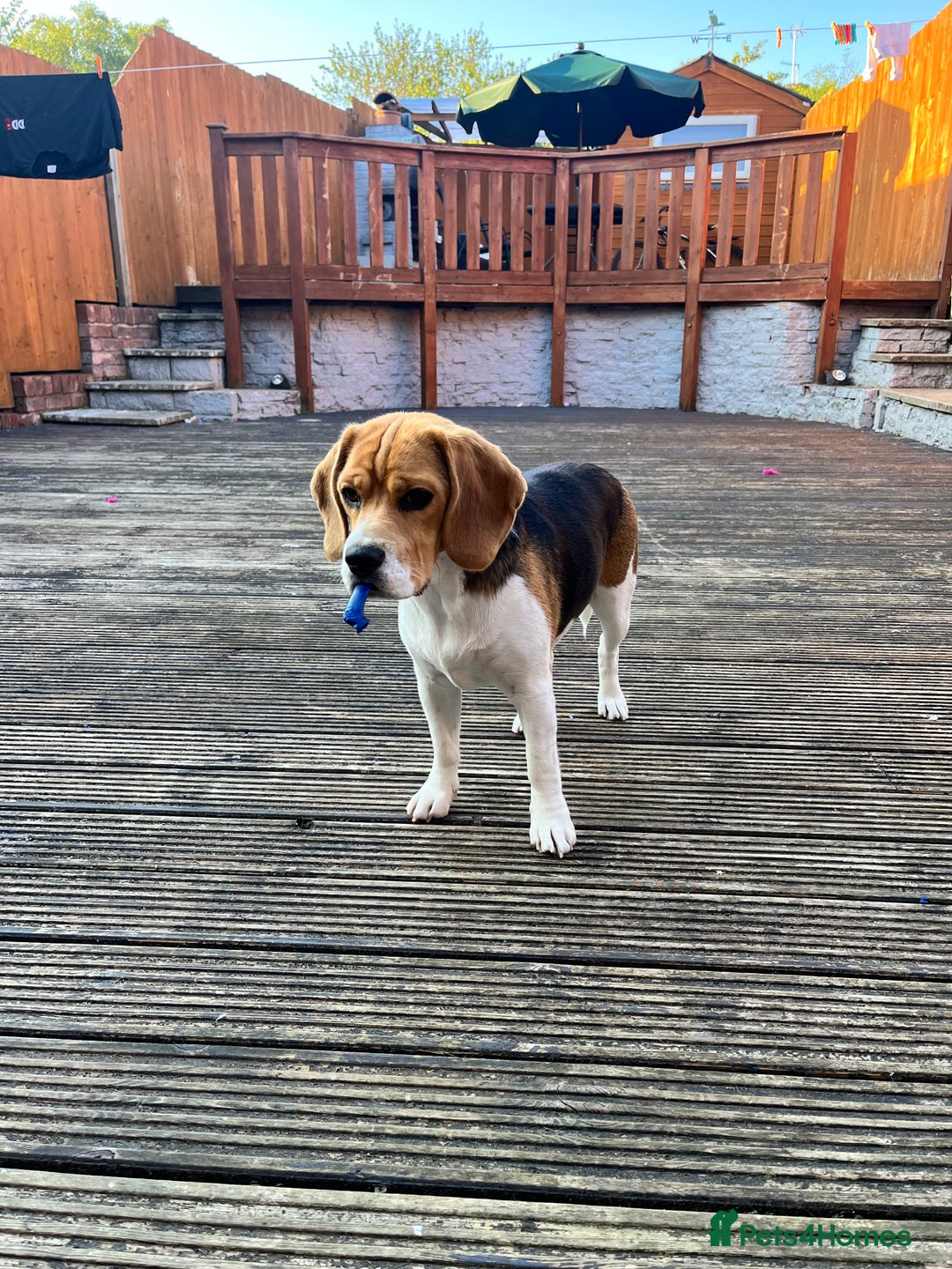 Beagle dogs for sale: Gorgeous beagles KC registered  - Image 2