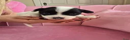 Chinese Crested dogs for sale: ✨🐾 EXQUISITE & RARE CHINESE CRESTED PUPPIES 🐾✨ - Advert 36