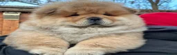 Chow Chow dogs for sale: Kc Registered Chow Chow Pups - Advert 12