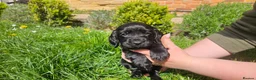 Cocker Spaniel dogs for sale: Meet lady's beautiful cocker spaniel puppies in Nottingham - Advert 6