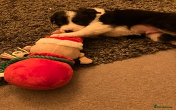 Border Collie dogs for sale: Beautiful Tri-colour border collies - Image 22