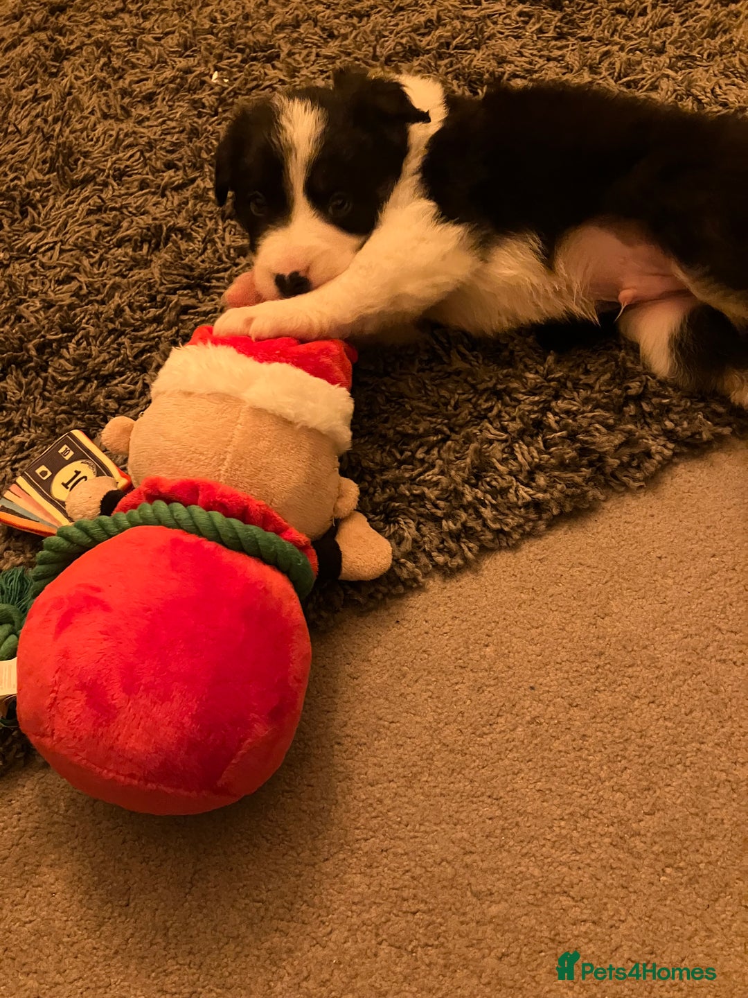 Border Collie dogs for sale: Beautiful Tri-colour border collies - Image 22