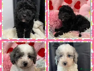 Cavapoo dogs Beautiful cavapoo puppies ready 13th feb - Advert 1